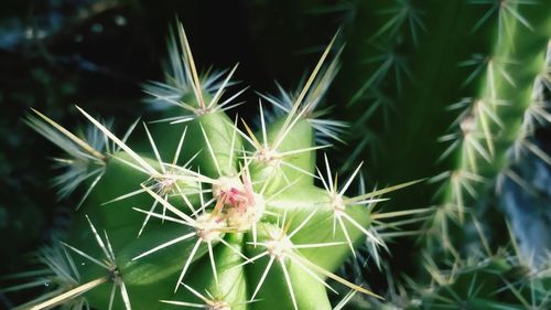 Close-up of cactus plant