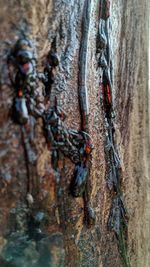 Close-up of lizard on tree trunk