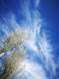 Low angle view of tree against sky