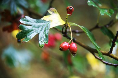 Close-up of red berries on tree