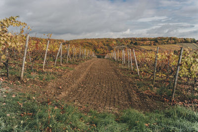 Scenic view of vineyard against sky