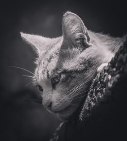 Close-up of cat looking away