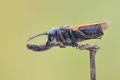 Close-up of fly perching on plant