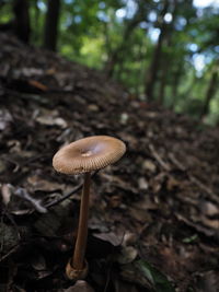 Close-up of mushroom growing on field