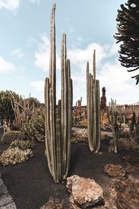 Panoramic view of cactus by rocks against sky