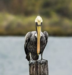 Bird perching on water