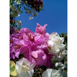 Close-up of pink flowers