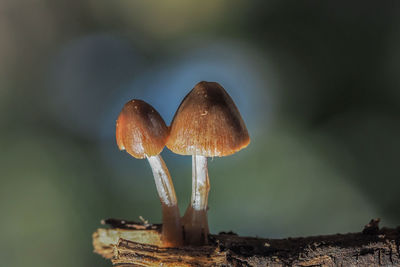 Close-up of mushroom growing on field