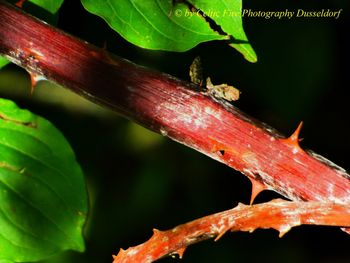 Close-up of insect on leaf