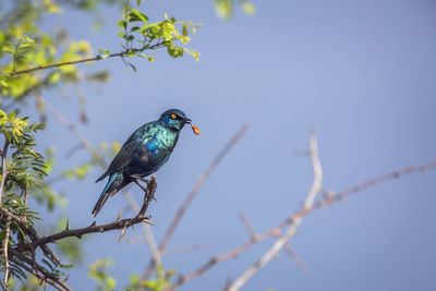 Low angle view of bird perching on branch