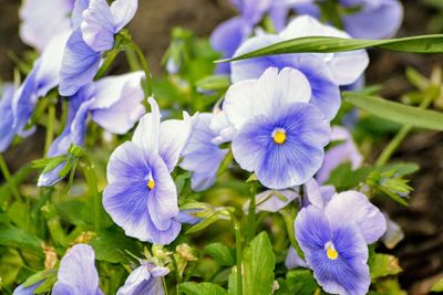 Close-up of purple flowers blooming outdoors