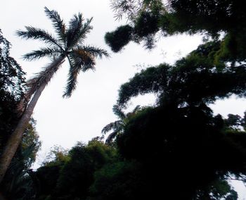 Low angle view of coconut palm trees against sky