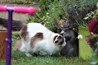 View of two cats on field