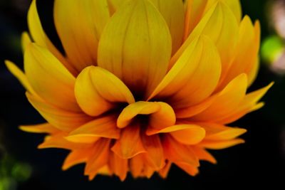 Close-up of yellow flower blooming outdoors