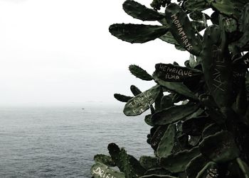 Plants growing by sea