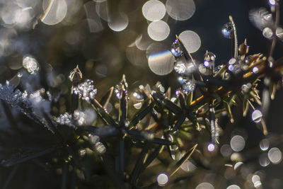 Close-up of christmas plant