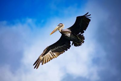 Low angle view of eagle flying against sky