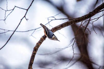 Low angle view of bird perching on branch