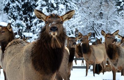 Portrait of deer in snow