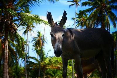 Low angle view of horse on palm tree against sky