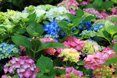 Close-up of fresh purple flowering plants