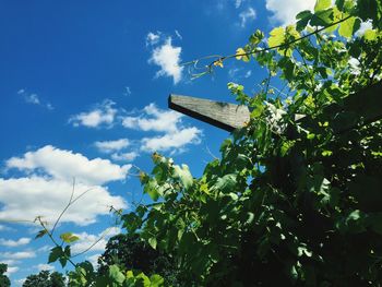 Low angle view of ivy against blue sky