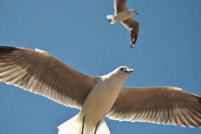 Low angle view of birds flying against clear blue sky