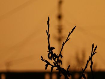 Close-up of plant