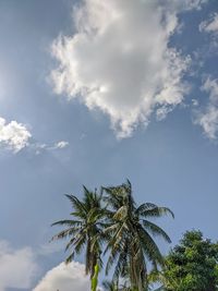 Low angle view of palm trees against sky