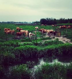 Horses grazing on field