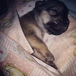 Dog resting on tiled floor