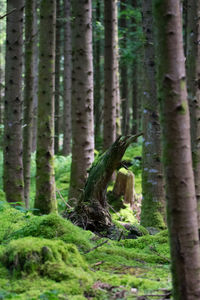 View of lizard in forest