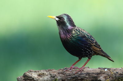 Close-up of bird perching on wood