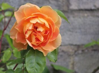 Close-up of rose blooming outdoors