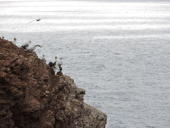 Seagull flying over sea