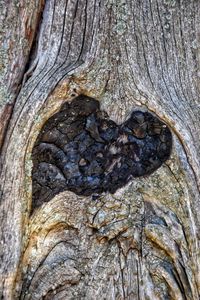 Close-up of tree trunk