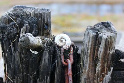 Snail by metal chain on driftwood