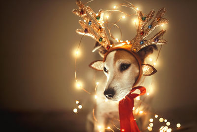 Funny dog in deer costume with antlers, sparkling garland, masquerade