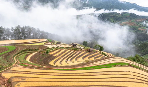 Scenic view of agricultural field