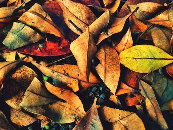 Full frame shot of autumn leaves