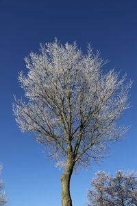 Low angle view of tree against blue sky