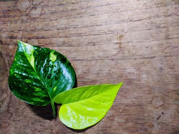 High angle view of green leaves on table