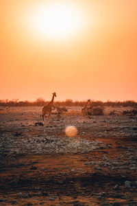 Silhouette of horse on field during sunset