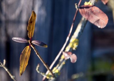 Close-up of red flowering plant