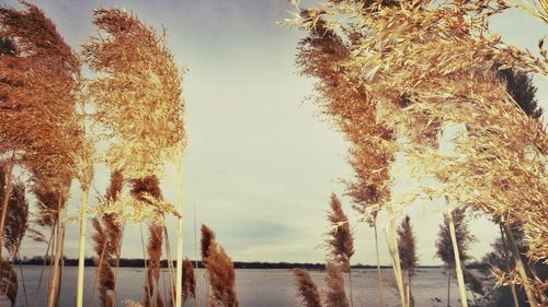 Trees growing in park