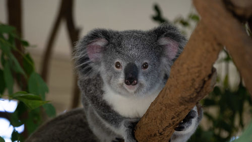 koala