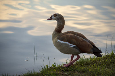 Duck on a lake
