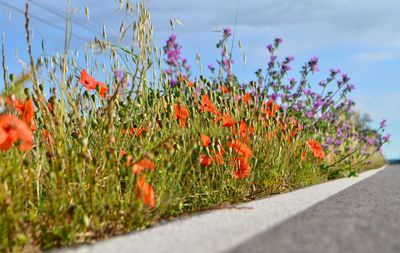 Close-up of red poppy flowers growing on road