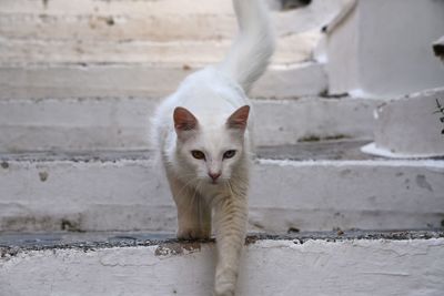 Portrait of white cat on steps