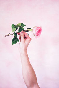 Close-up of hand holding rose against white background